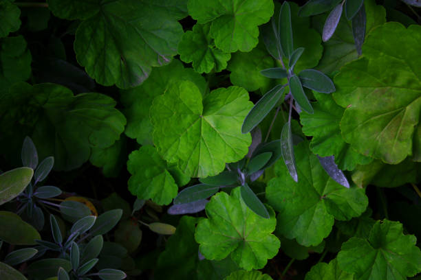 istock top view image of green leaves pattern 645107294