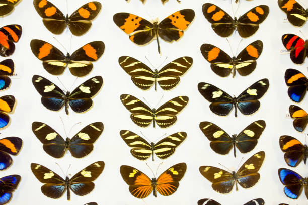 istock Cased Collection of Exotic Butterflies 645107786