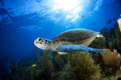 Sea turtle in Florida Keys