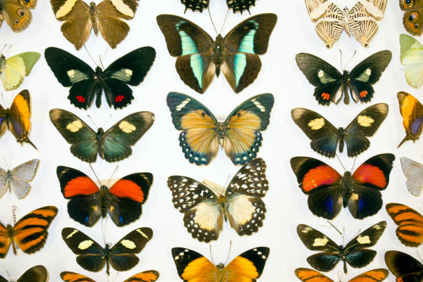 istock Cased Collection of Exotic Butterflies 645110950