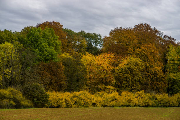 istock Autumn on the Sultmerberg 645111650