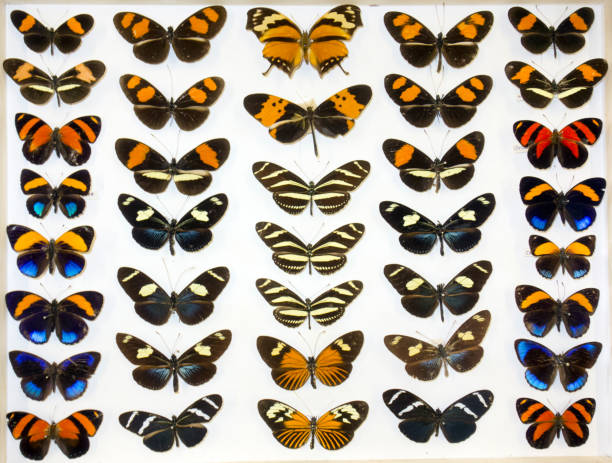 istock Cased Collection of Exotic Butterflies 645111708