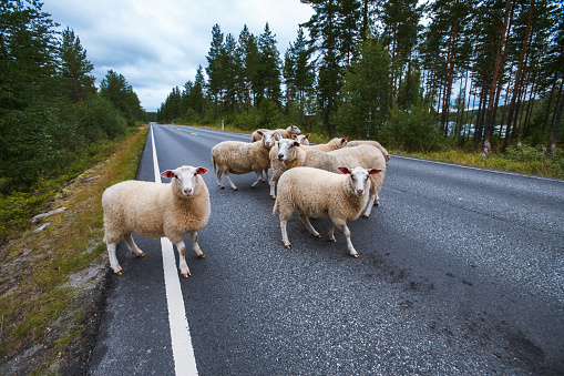 Flock of sheep on road in mountains of Scandinavia