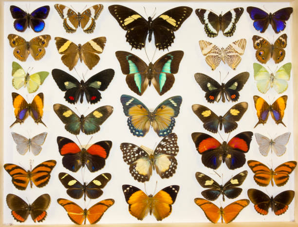 istock Cased Collection of Exotic Butterflies 645112300