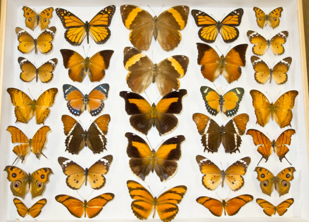 istock Cased Collection of Exotic Butterflies 645114896