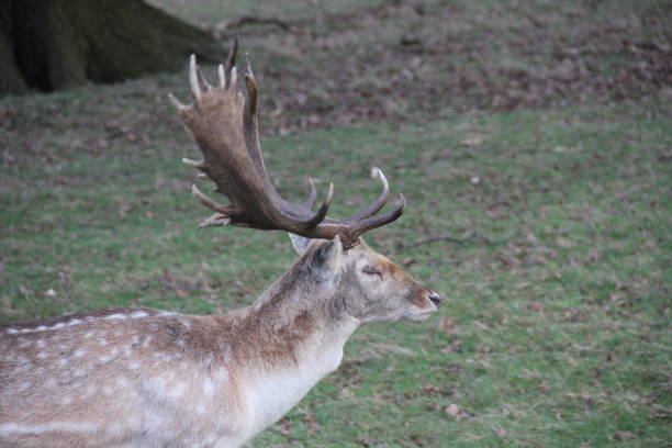 istock Wild Deer in Richmond Park 645115776