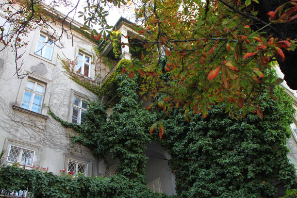 istock Residential house wall with windows and cropping plants 645116746