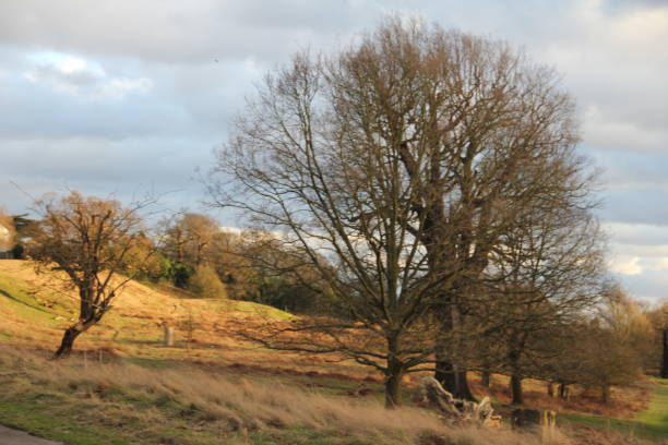 istock Wild Deer in Richmond Park 645117080