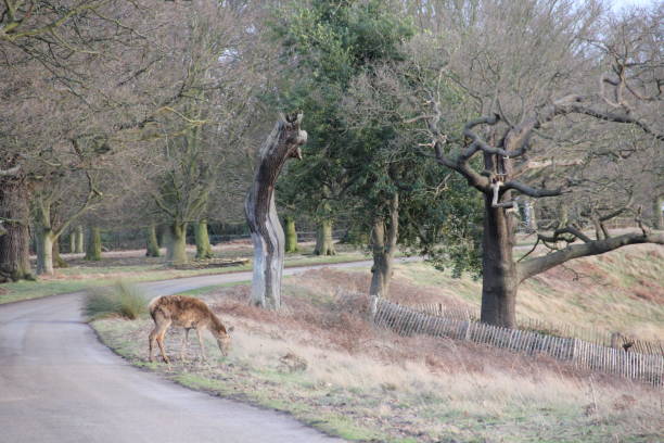 istock Wild Deer in Richmond Park 645117258