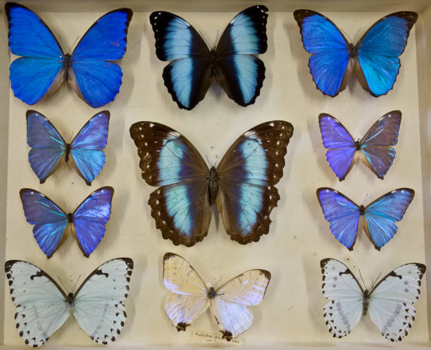 istock Cased Collection of Exotic Butterflies 645118328