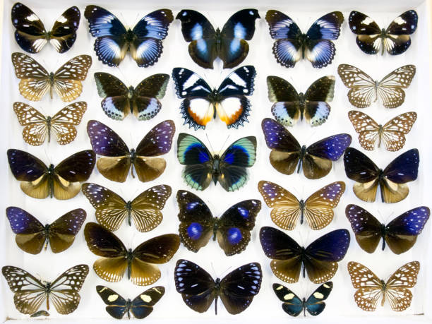 istock Cased Collection of Exotic Butterflies 645122162