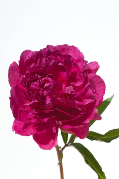 istock Peony, Paeonia officinalis 645122780