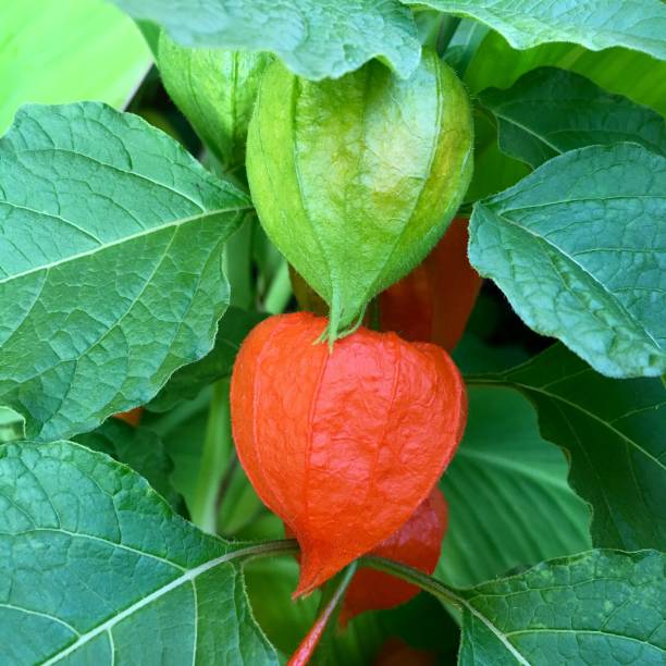 istock Physalis fruit in orange and green 645123198
