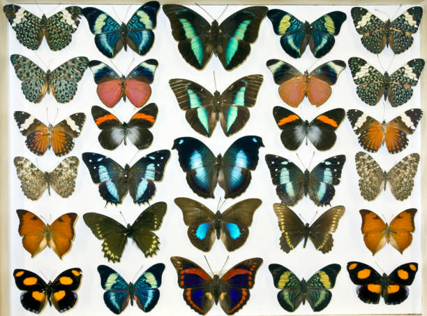 istock Cased Collection of Exotic Butterflies 645123514