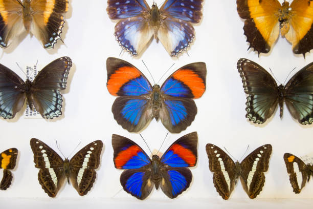 istock Cased Collection of Exotic Butterflies 645124250