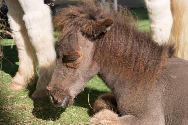 istock Close up Shetland pony horse sit on artificial grass 645124568