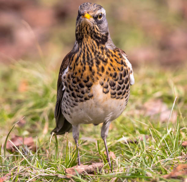 istock Walking bird thrush on green sunny grass in spring 645128936
