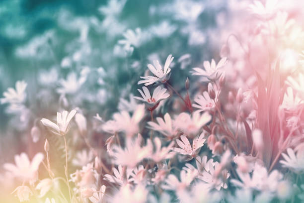 istock White meadow flowers made with color filters 645129576
