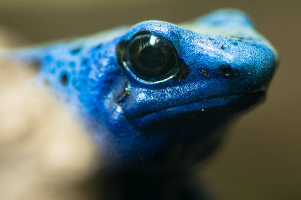 Blue poison dart frog (Dendrobates tinctorius azureus) Head and eyes of amphibian aka blue poison arrow frog, native to Suriname, in family Dendrobatidae blue poison dart frog dendrobates tinctorius azureus stock pictures, royalty-free photos & images