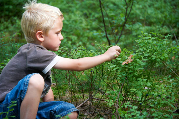 istock Child blond boy eating blueberries in a summer forest 645135266