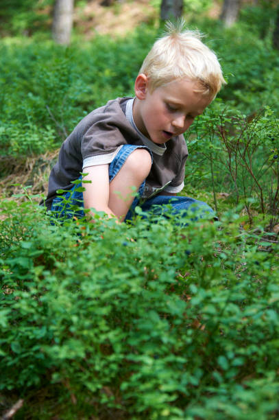 istock Child blond boy eating blueberries in a summer forest 645135292