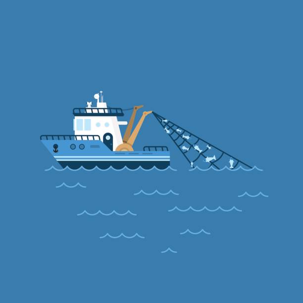 illustrations, cliparts, dessins animés et icônes de illustration vectorielle d’un bateau de pêche, pêche de navire avec une prise dans le réseau de voiles sur la mer - trawler