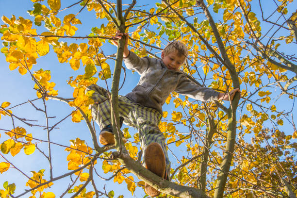 istock Happy child boy climbing a apple tree. 645138636