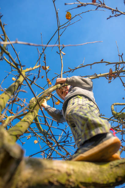 istock Happy child boy climbing a apple tree. 645138686