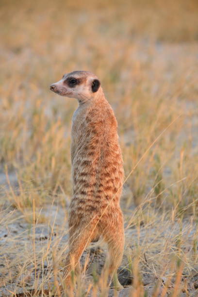 istock Africa Botswana standing meerkat 645138786