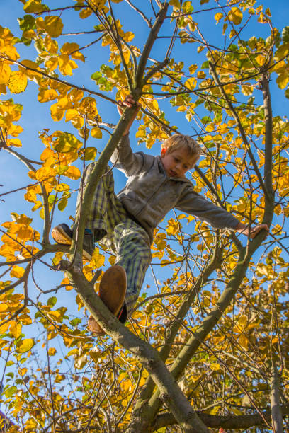 istock Happy child boy climbing a apple tree. 645139282