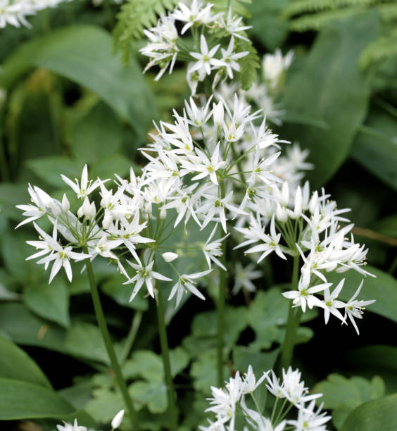 istock Allium; ursinum; onion plant 645140320