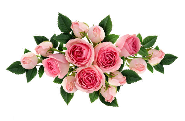 istock Pink rose flowers and buds arangement 645145626