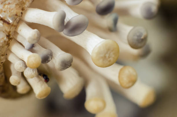 istock Oyster Mushroom 645146634