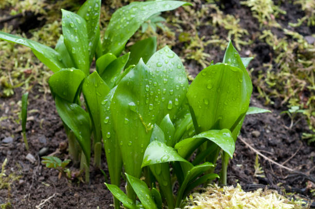 istock Allium; ursinum; onion plant 645146720