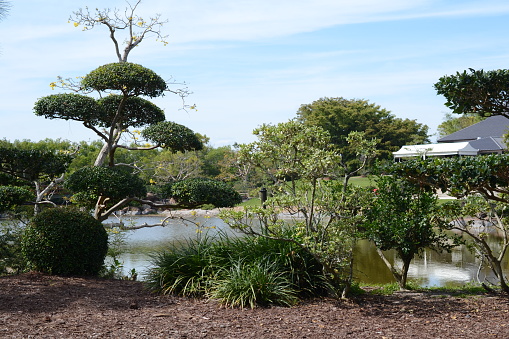 MIAMI, USA - APRIL 4, 2014: Morikami Museum and Japanese Gardens. The Japanese trees in the park.