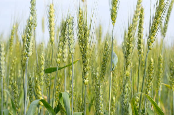 istock Spikes of rye closeup 645160130