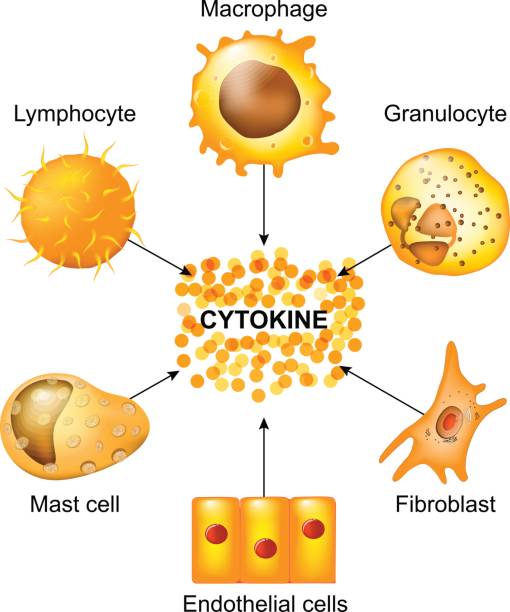 cytokines을 생산 하는 셀 - macrophage human immune system cell biology stock illustrations