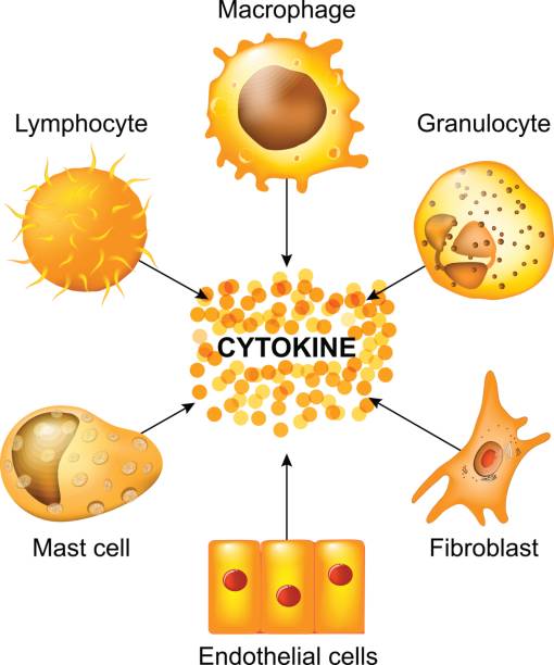 cells that produce cytokines Cytokines are produced by macrophages, lymphocytes, mast cells, endothelial cells and fibroblasts. Cytokines include chemokines, interferons, interleukins, lymphokines, and tumour necrosis factors, but not hormones or growth factors human cell illustrations stock illustrations