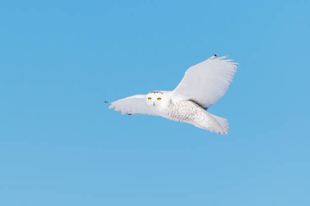 istock Snowy Owl, bubo scandiacus, bird in flight, blue sky 645164670