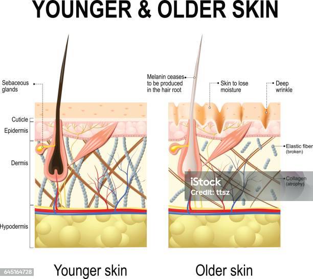 Skin Changes Or Ageing Skin Stock Illustration - Download Image Now - Skin, Aging Process, Senior Adult