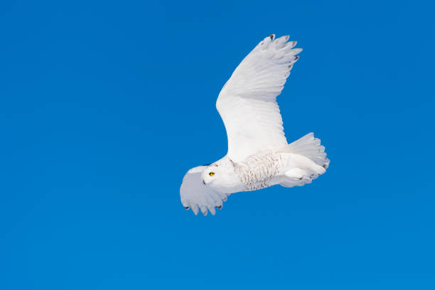 istock Snowy Owl, bubo scandiacus, bird in flight, blue sky 645164768