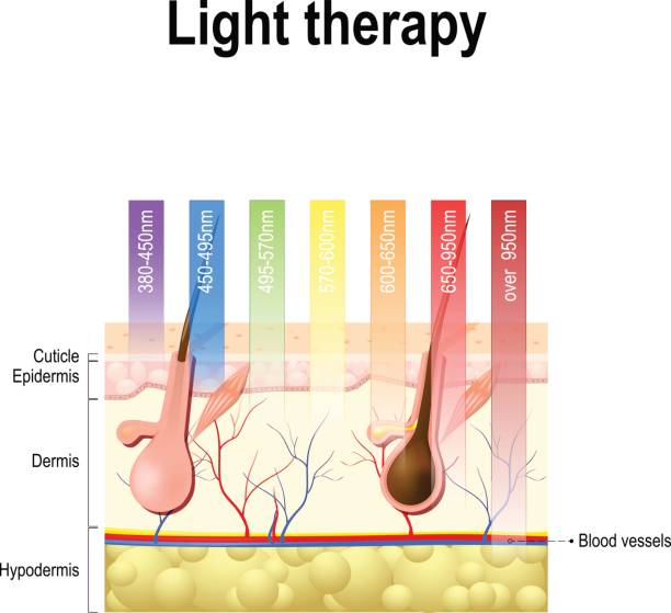light therapy, Phototherapy or laser therapy. Depth of penetration by wave light light therapy, Phototherapy or laser therapy. Electromagnetic spectrum with colors of the various wavelengths in the human skin. Different light spectrums would penetrate the skin to different depths. Depth of penetration by wave light light therapy stock illustrations