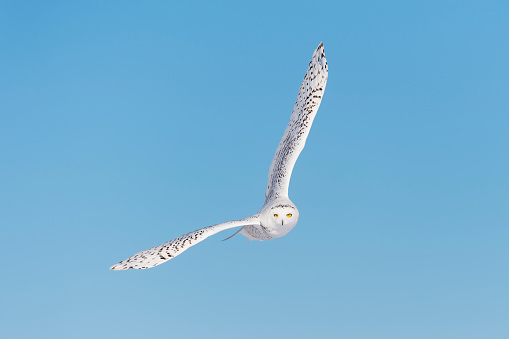 Snowy owl, bubo scandiacus, in flight. Rare bird.