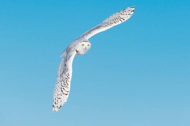 istock Snowy Owl, bubo scandiacus, bird in flight, blue sky 645164878