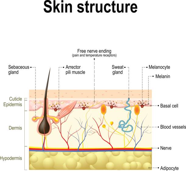 анатомия кожи человека - melanocyte stock illustrations