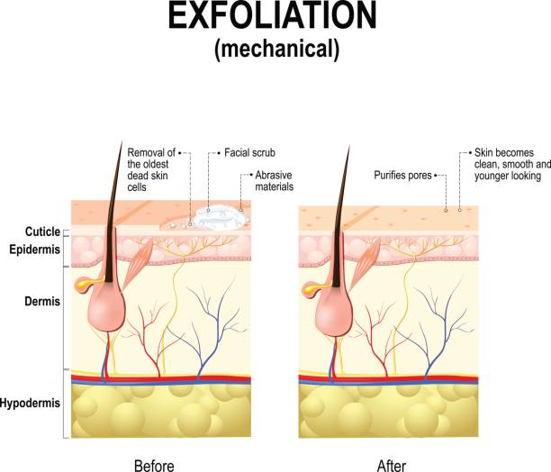 illustrations, cliparts, dessins animés et icônes de exfoliation ou peel est procédures cosmétiques - exfoliation