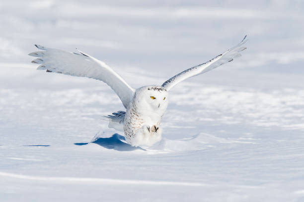 istock Snowy Owl, bubo scandiacus, bird in flight 645164918