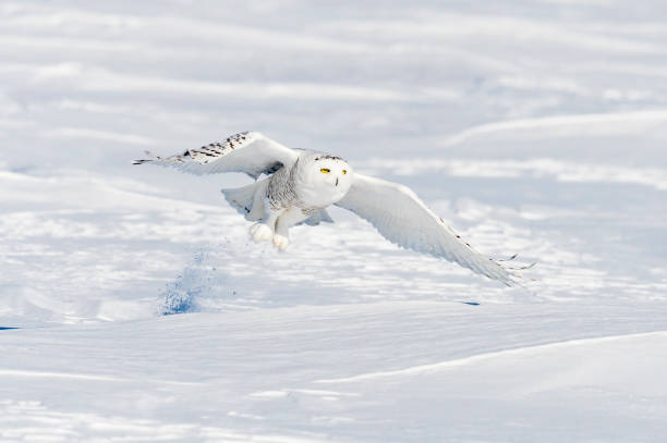 istock Snowy Owl, bubo scandiacus, bird in flight 645164952