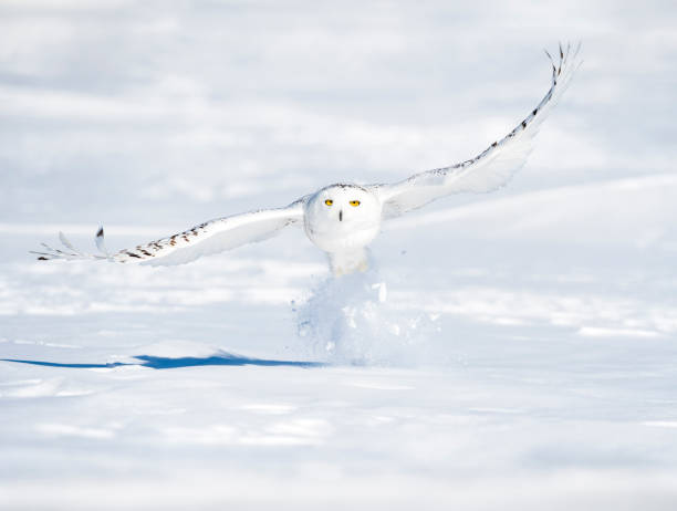 istock Snowy Owl, bubo scandiacus, bird in flight 645164994