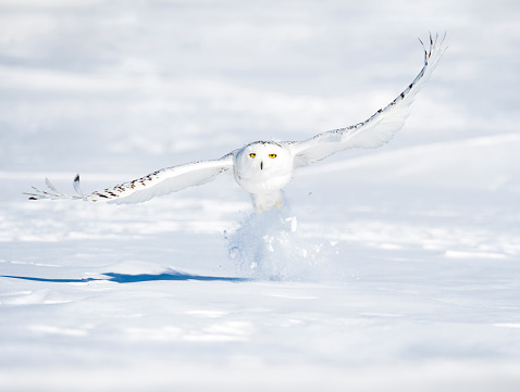 Snowy owl, bubo scandiacus, in flight. Rare bird.